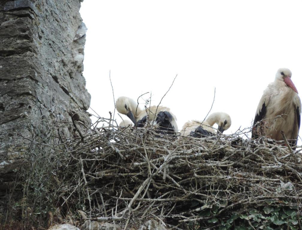 B&B Les Oiseaux De Passage Isigny-sur-Mer Exteriör bild